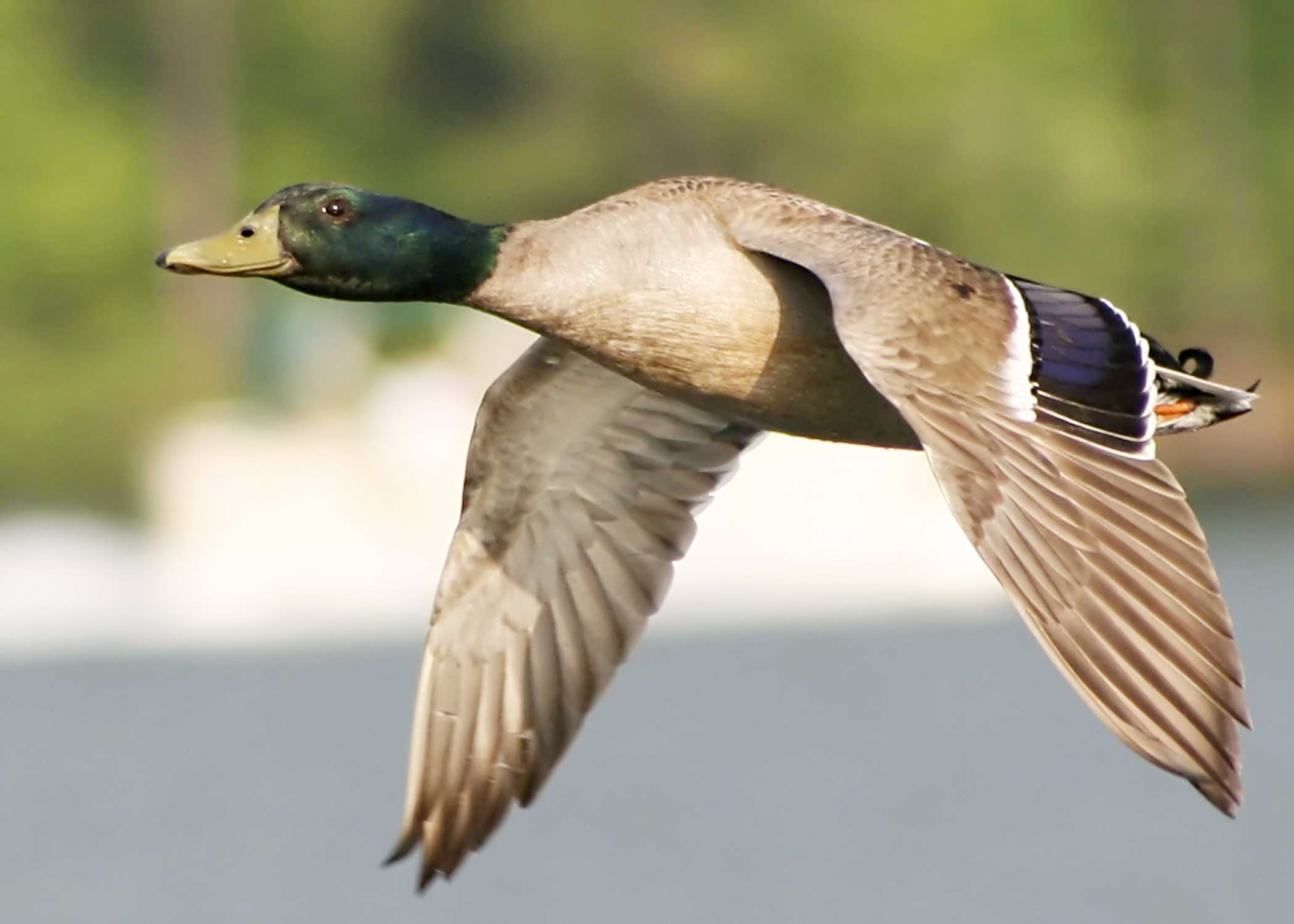 Duck
