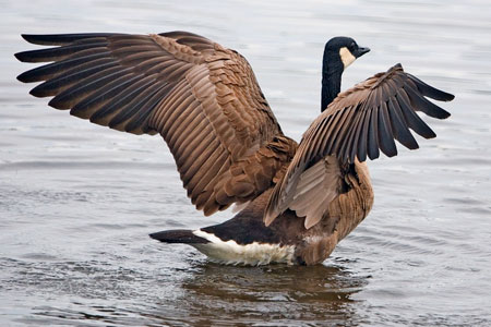 Goose