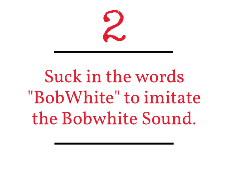 BobWhite Quail Call BobWhite Quail Hunting Calls Thomas Game Calls