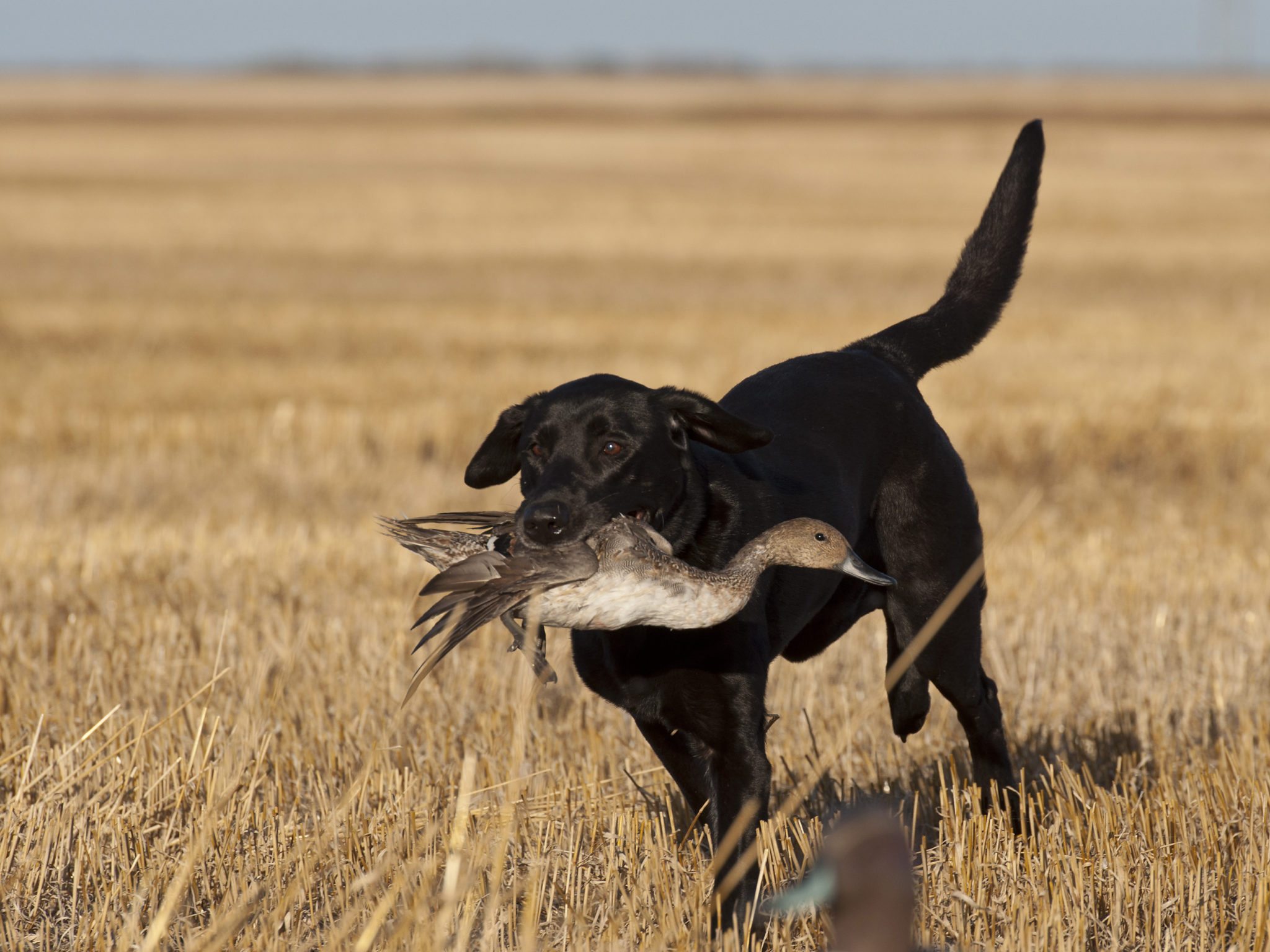 Double Reed Duck Calls Gun Dog