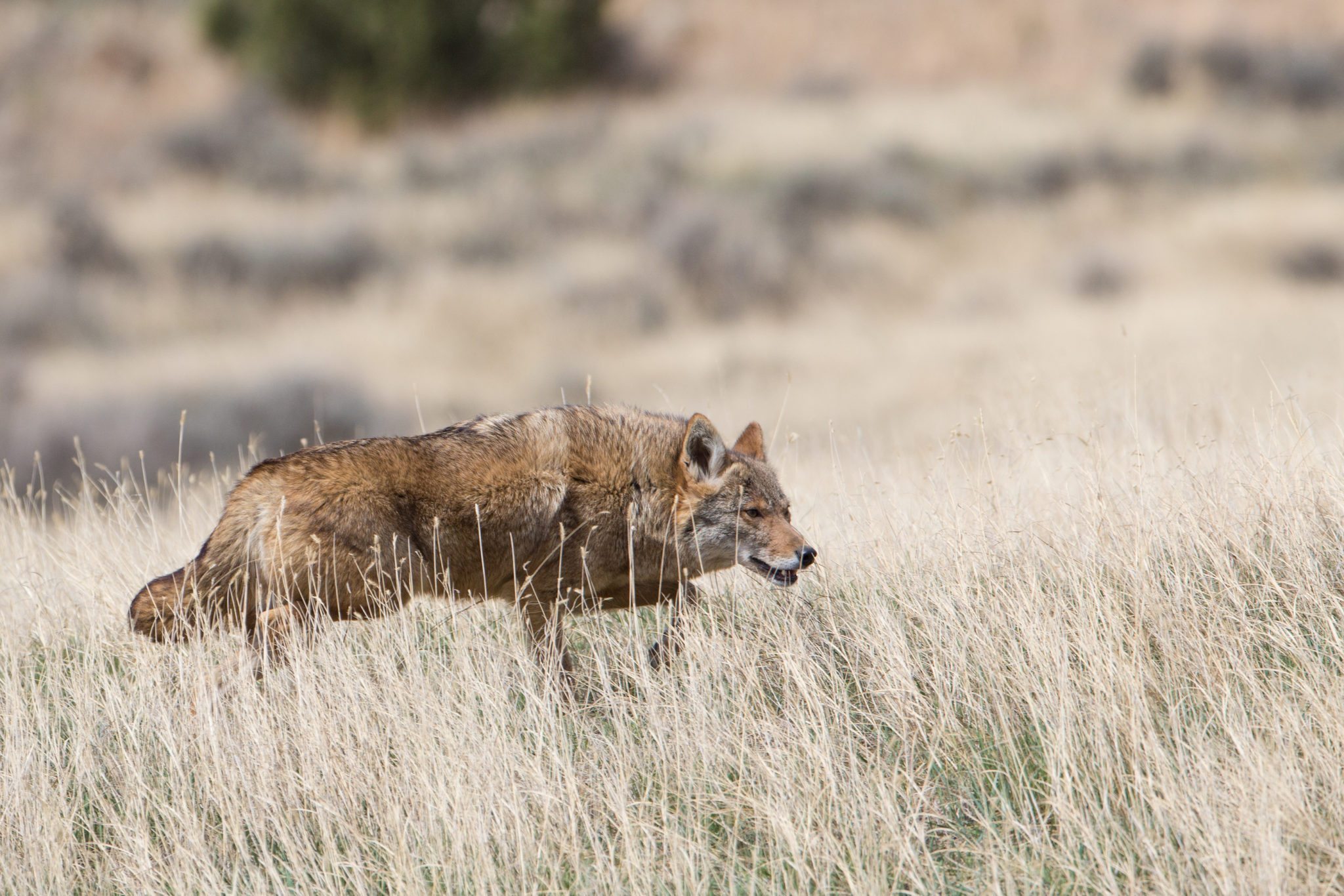 Texas Coyote Hunting