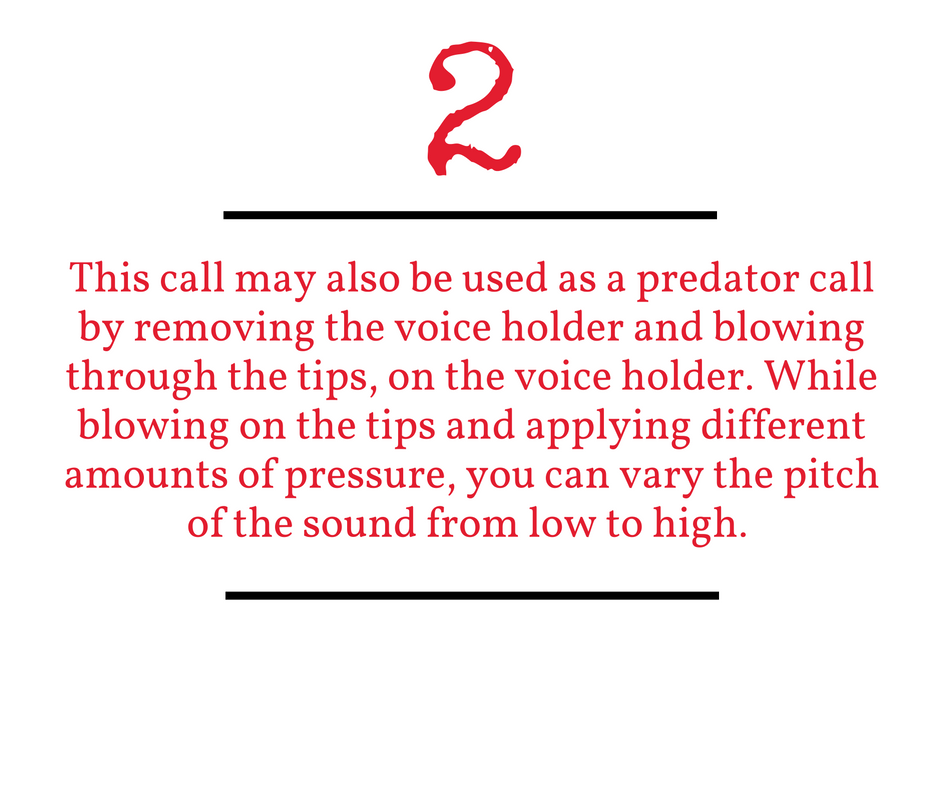 Thomas Raccoon Call