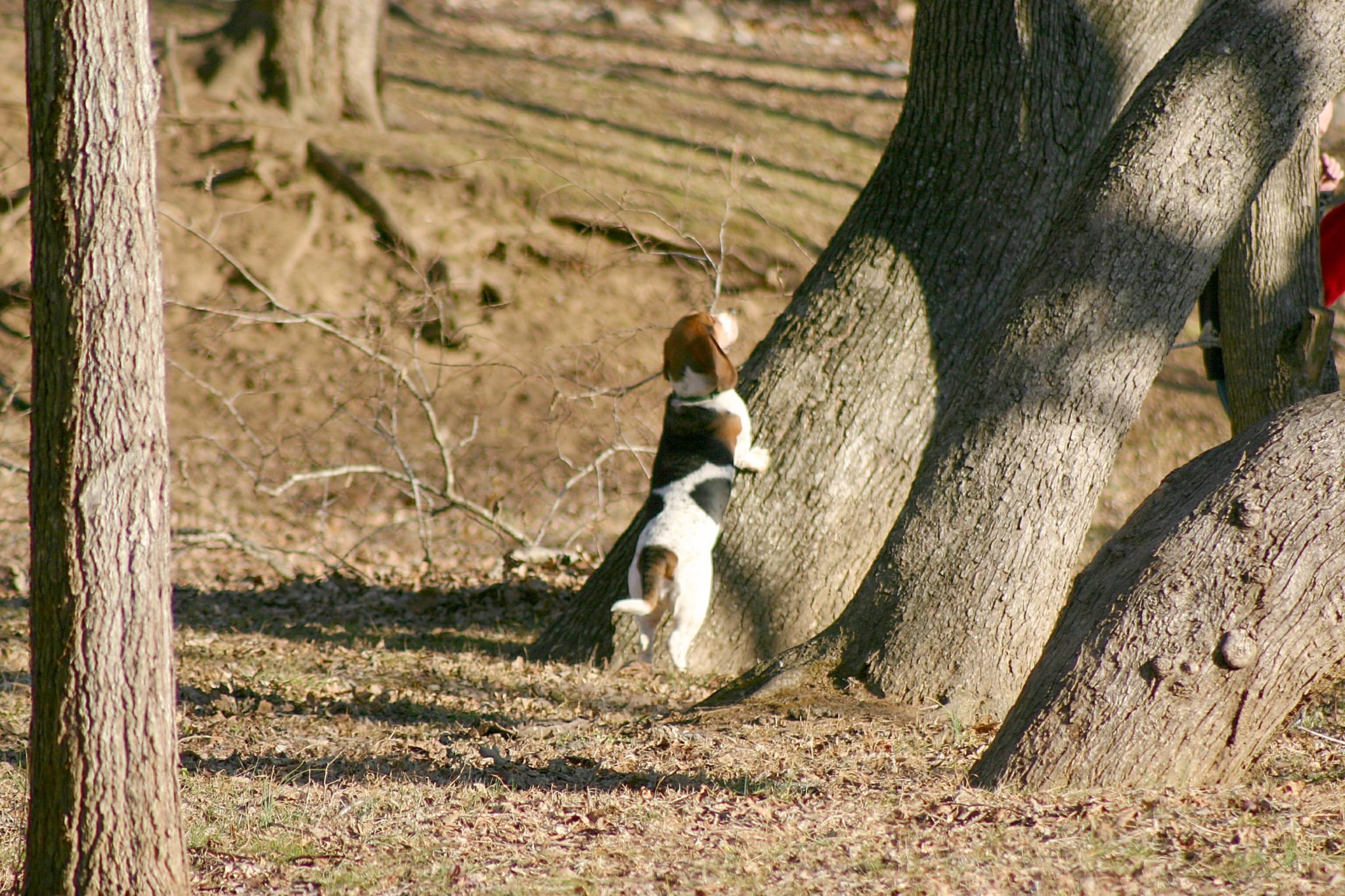 Treed Squirrel