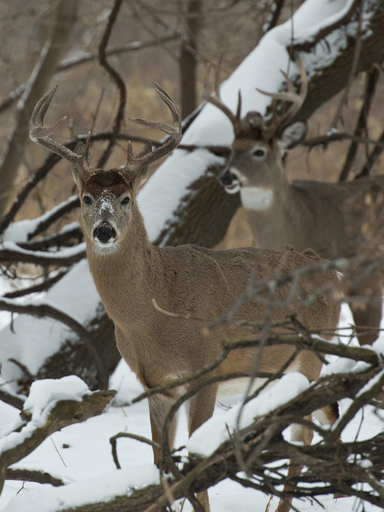 Where to Hunt Whitetail Deer