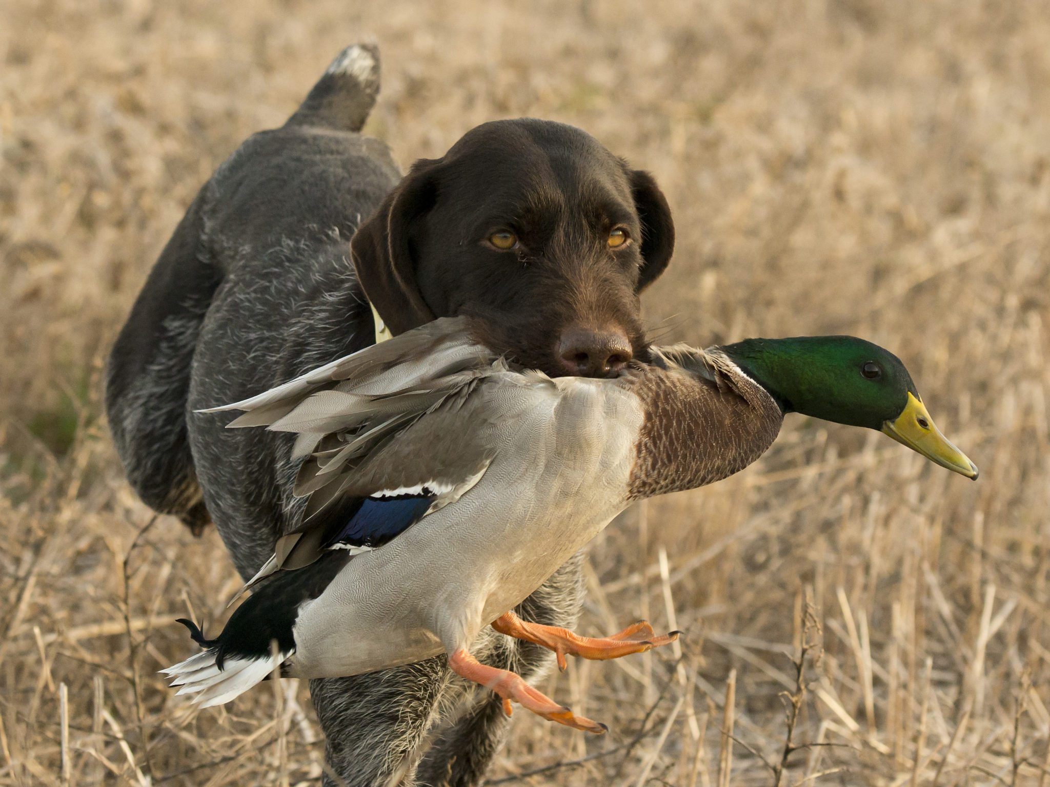 Best Orange Reed Duck Call