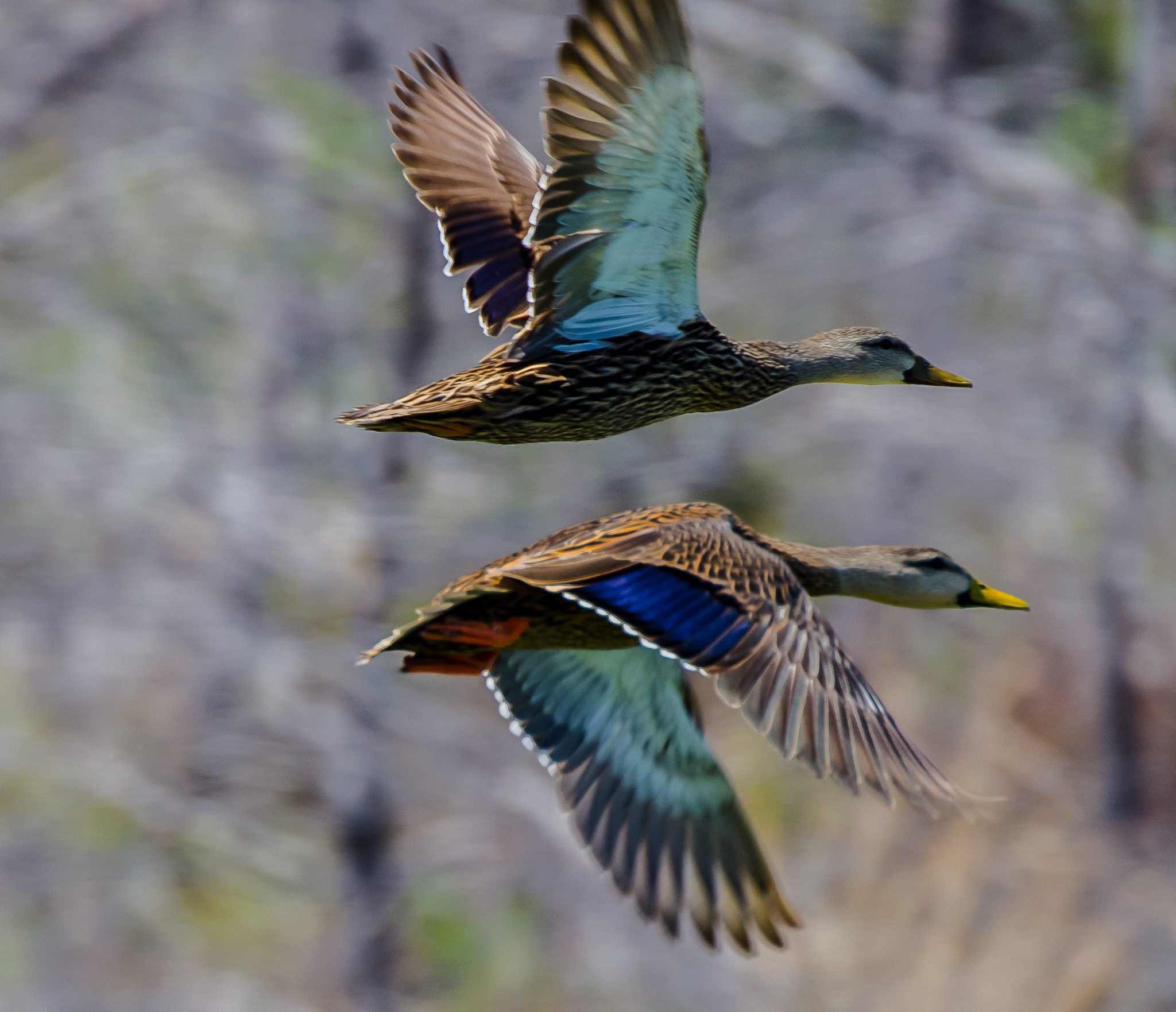 Best Orange Reed Duck Calls